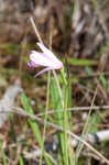 Rose pogonia <BR>Snakemouth orchid